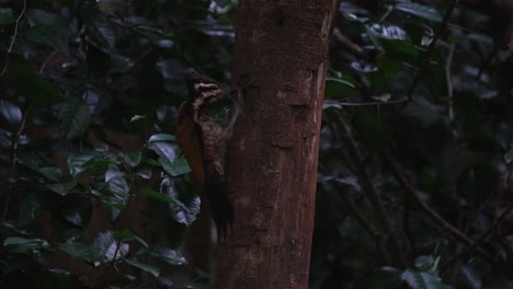 Pickt-Und-Zeigt-Seine-Zunge-Heraus,-Während-Es-Seinen-Schnabel-An-Der-Rinde-Abwischt,-Weibchen-Des-Gewöhnlichen-Flameback-Dinopium-Javanense,-Thailand