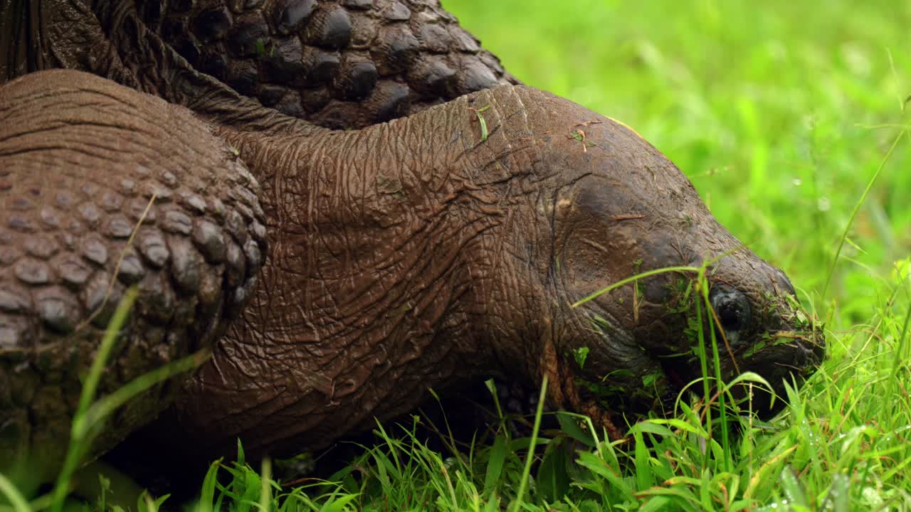 An wild old giant tortoise eats grass in the Gal&aacute;pagos Islands on Santa Cruz Island