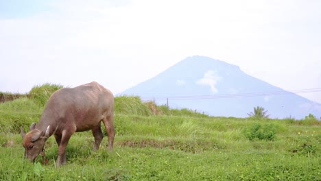 buffaloes are herded in the meadow with mountain on the background