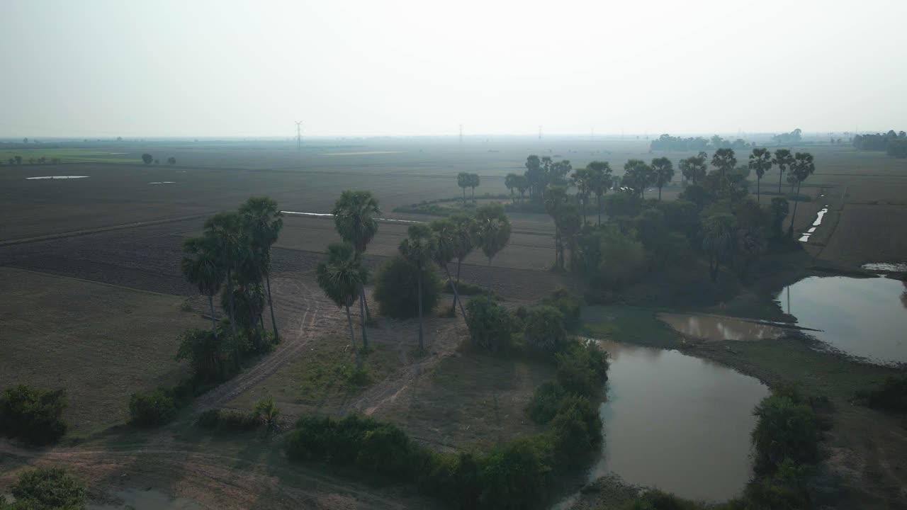 Drone che si alza dalla giungla e dalle palme verso una risaia con piloni in lontananza su una risaia secca della Cambogia.