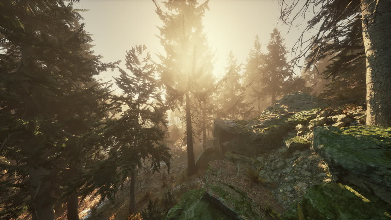 bosque de pinos de otoño en una mañana brumosa