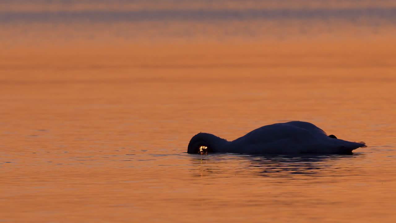 Swan drips water from its beak at sunrise, creating peaceful ripples on golden water