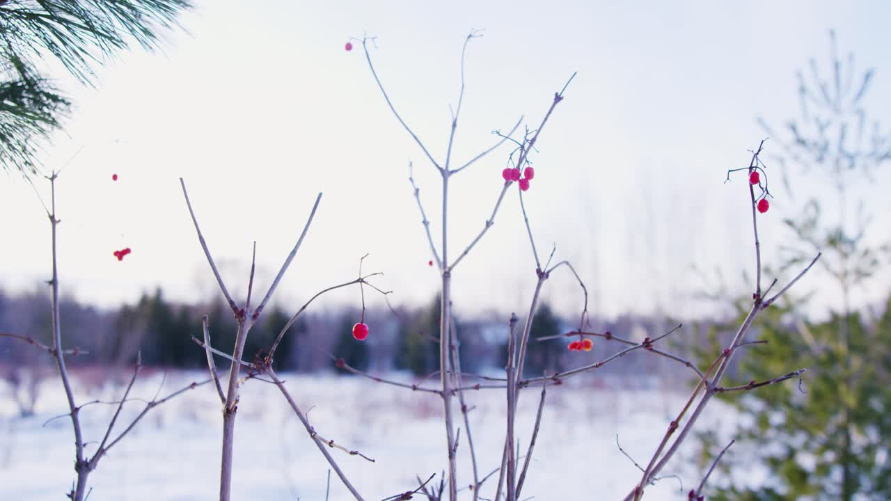 눈이 내린 후 열린 에서 겨울 베리 덤불의 넓은
