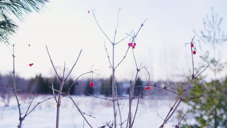 Eine-Weitwinkelaufnahme-Eines-Winterbeerenstrauchs-Auf-Einem-Offenen-Feld,-Nachdem-Der-Schnee-Gefallen-Ist