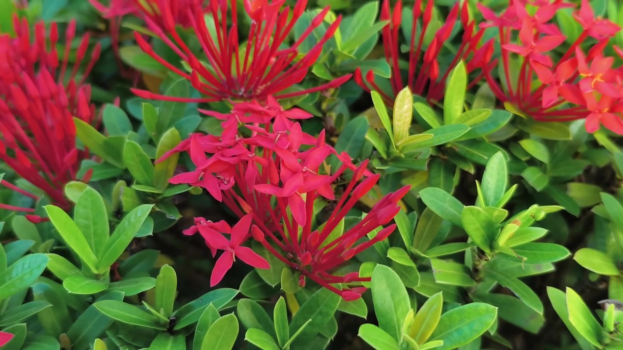 Vibrant Red Ixora Flowers Blooming in a Garden