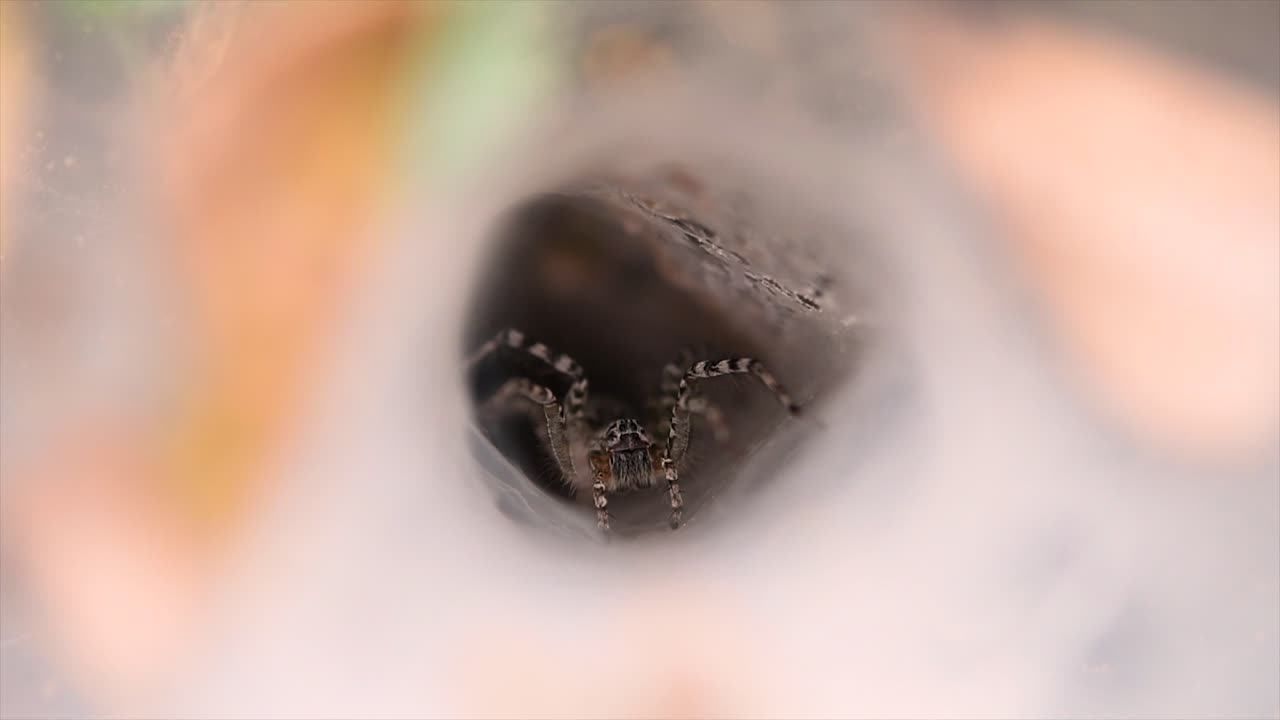 una araña que se encuentra en los bosques de tierras bajas con una trampa de telaraña en el suelo diseñada como un embudo que se estrecha de ancho a un túnel angosto en el que llevará a su presa al interior
