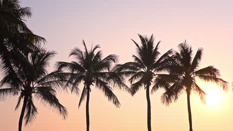 coconut palms silhouette against golden sunset at miami beach