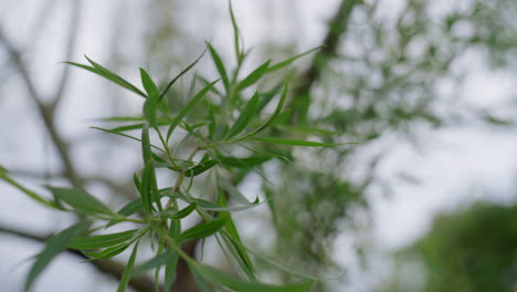 Peaceful-nature-background-with-charming-fresh-green-leafs-against-cloudy-sky.