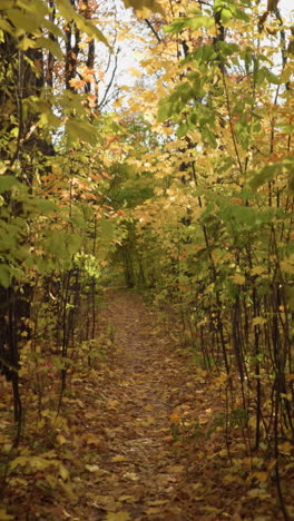 hermoso parque con árboles altos y hojas doradas de otoño que cubren el suelo, iluminados por la luz del sol que se filtra a través de las ramas, creando un brillo cálido y una atmósfera pacífica