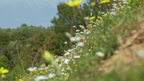 Schließen-Sie-Oben-Auf-Weiße-Und-Gelbe-Gänseblümchen,-Die-Im-Wind-120fps-Wehen,-Ziehen-Sie-Fokus-Vom-Vordergrund-Zum-Hintergrund