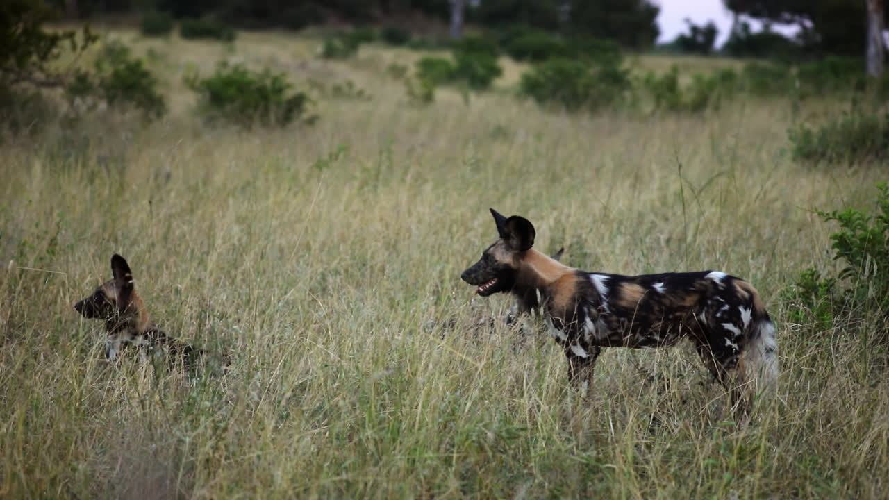 Group Of African Wild Dog Over Grassy Savanna Of Sabi Sands Game Reserve In South Africa. Static Shot