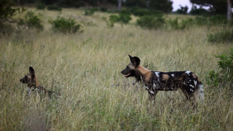 group of african wild dog over grassy savanna of sabi sands game reserve in south africa. static shot