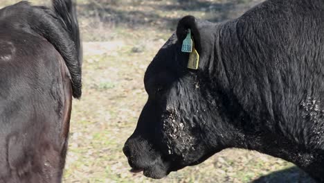 black bull smelling and walking behind female cow