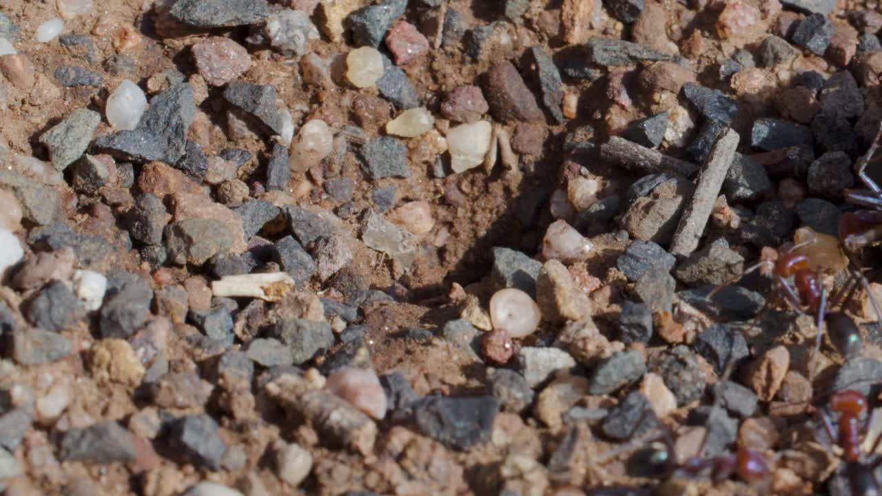 Bull ants gather and feed near nest entrance on sunlit gravel ground, camera remains steady