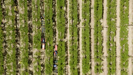 A-vineyard-in-Worcester,-South-Africa