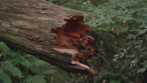 Leuchtend-Roter-Gebrochener-Ast-Im-Wald