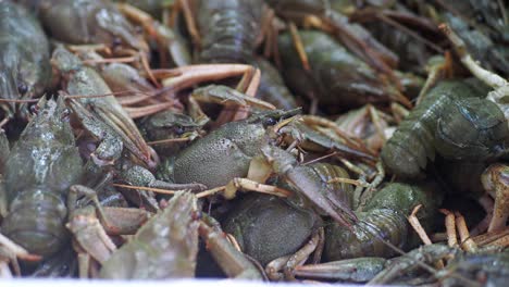 fresh crawfish for sale