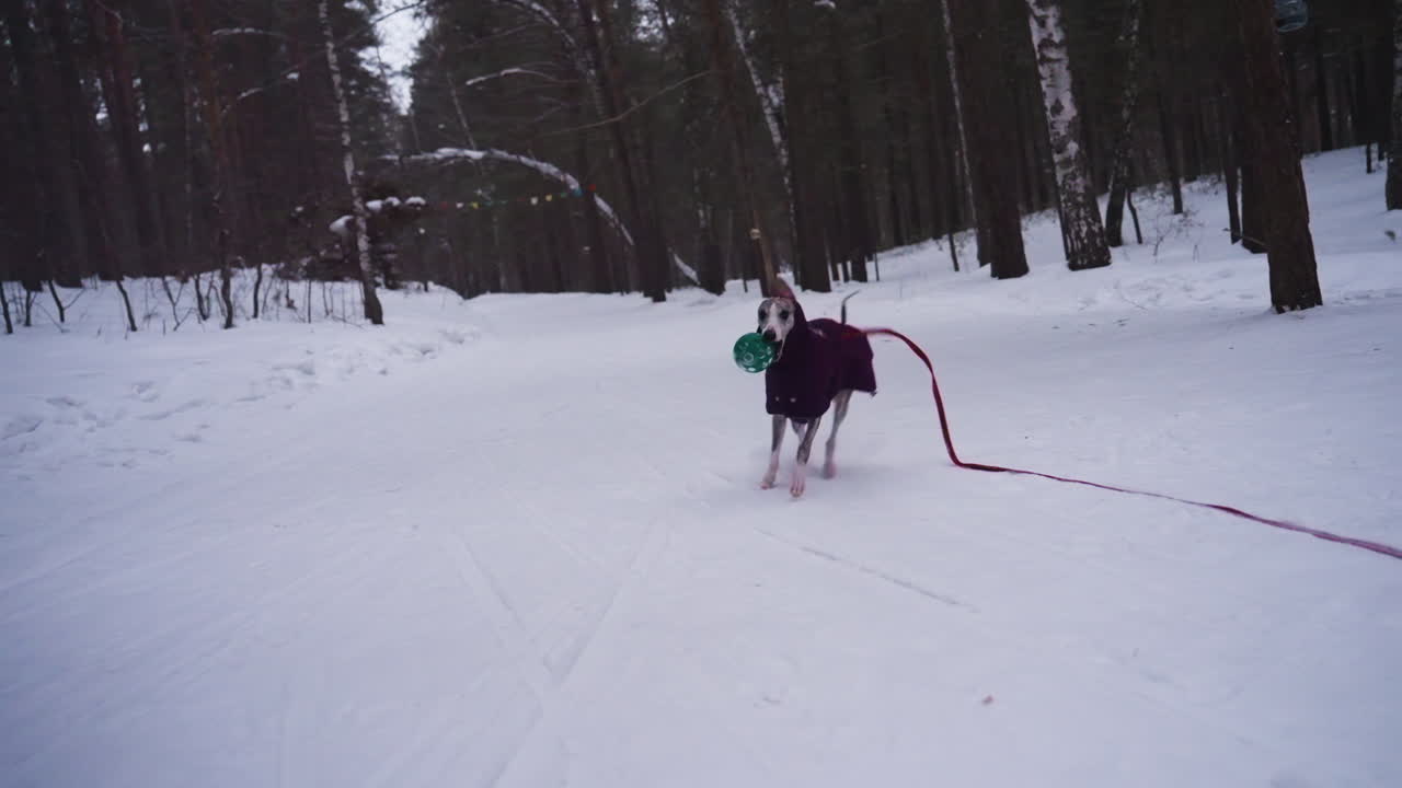 Whippet dog wearing purple coat runs through snowy forest path with green ball in mouth and red leash trailing behind. Motion blur captures speed and excitement of winter fetch in serene woodland scene