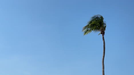 una suave brisa soplando en una palmera tropical contra el cielo azul