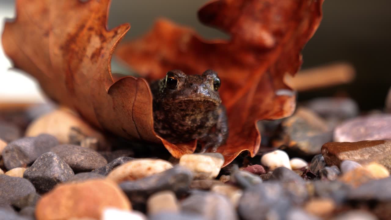 A cute tree frog sits in an oak leaf, breathing rapidly. Captured with depth of field. This is a macro shot.