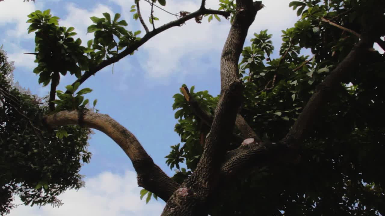 나무의 패닝 로우 앵글 샷