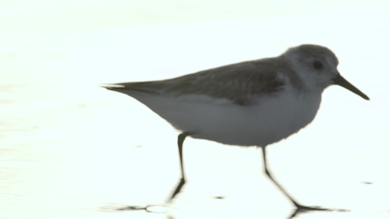 bright high key lit sandpiper bird running in slow motion