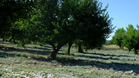 Mann-Sprüht-Pestizide-In-Einem-Obstgarten