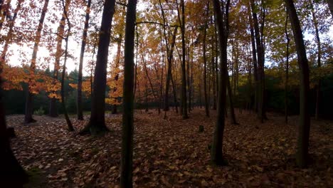 Beautiful-cinematic-shot-through-orange-colorful-golden-autumn-woods-tree-during-evening-time