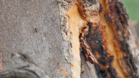 ants climbing a sappy tree