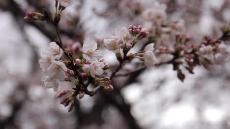 flores de cerezo en flor en tokio japón