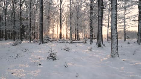 winter forest sunrise