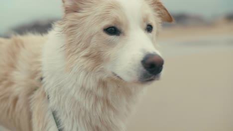 close up portrait of pretty dog at the beach