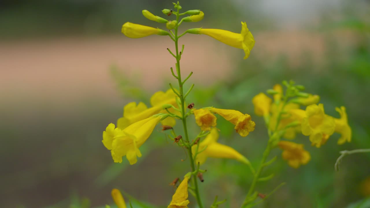 fotografía macro de cerca de la flor de la campana amarilla brillante de arizona cerca del lago patagonia