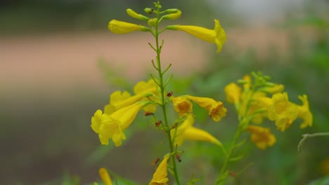 Primer-Plano-Macro-De-Una-Flor-De-Campana-Amarilla-De-Arizona-De-Color-Amarillo-Brillante-Cerca-Del-Lago-Patagonia