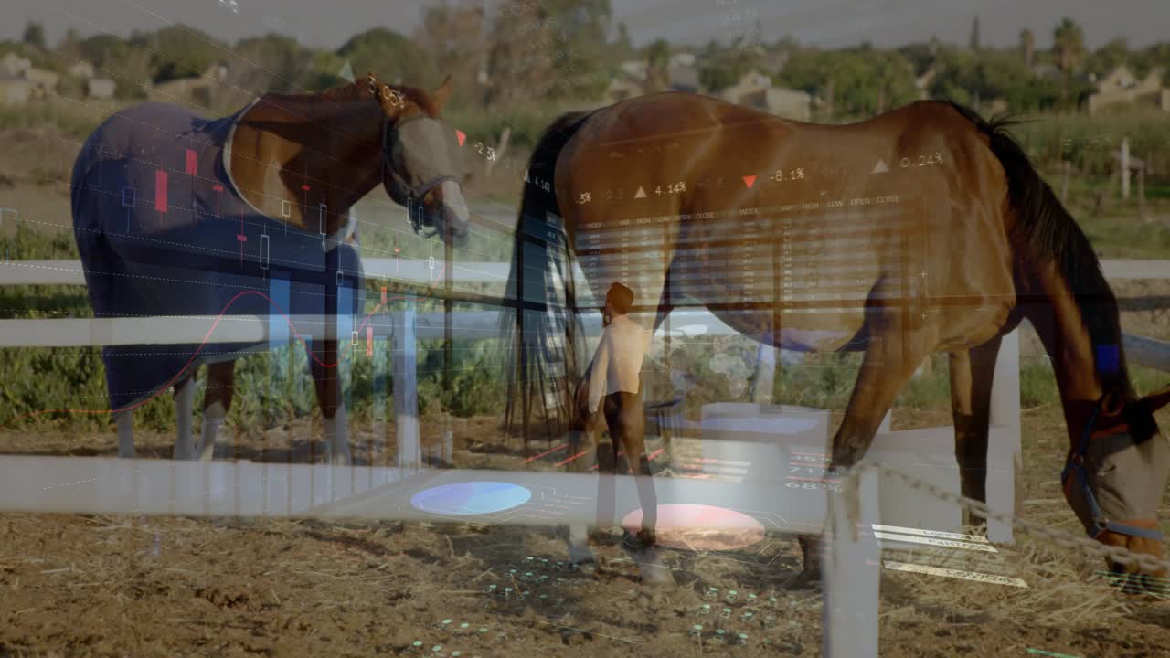 Farm stablehand bringing feed bucket for feeding horse and refilling water adjusting blanket strap