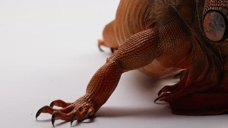 green iguana on white background - close up shot of claws