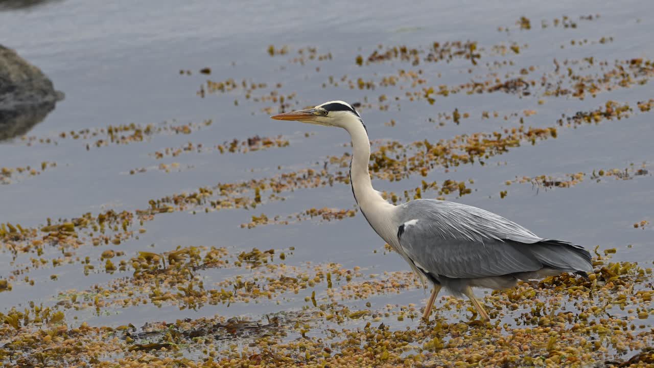 Handheld clip of grey heron moving slowly through seaweed and shallow fjord water while hunting. Careful and focused behavior