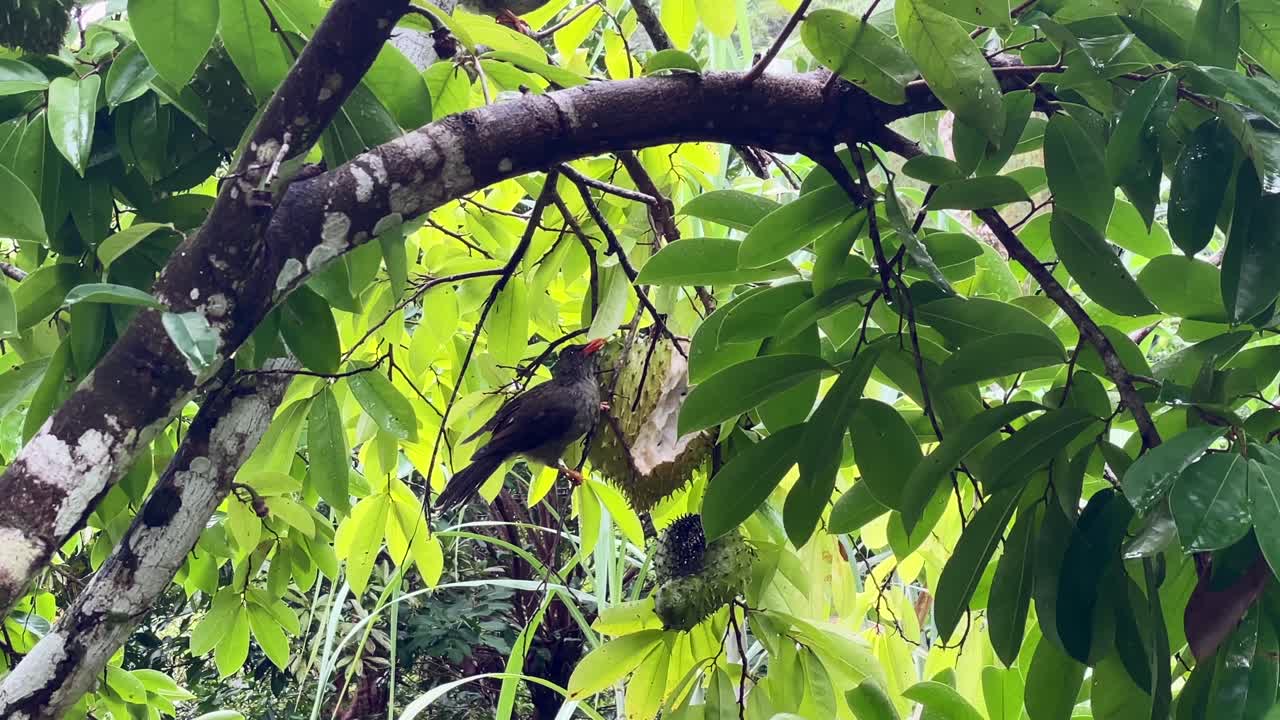 마헤 세이셸 토착 조류 먹는 가시여지 과일