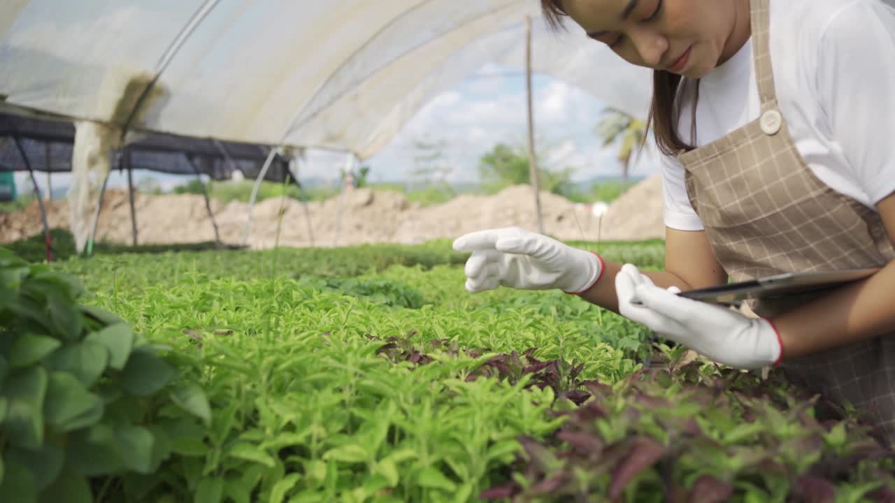 empresario trabaja en una granja orgánica. cultivo de verduras en invernadero. siembra sin suelo. agricultura moderna.