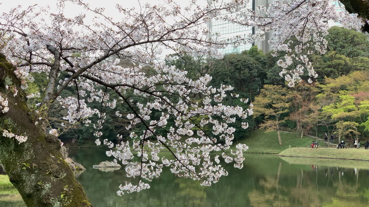 gente caminando en el jardín botánico de koishikawa frente a un lago y flores de cerezo
