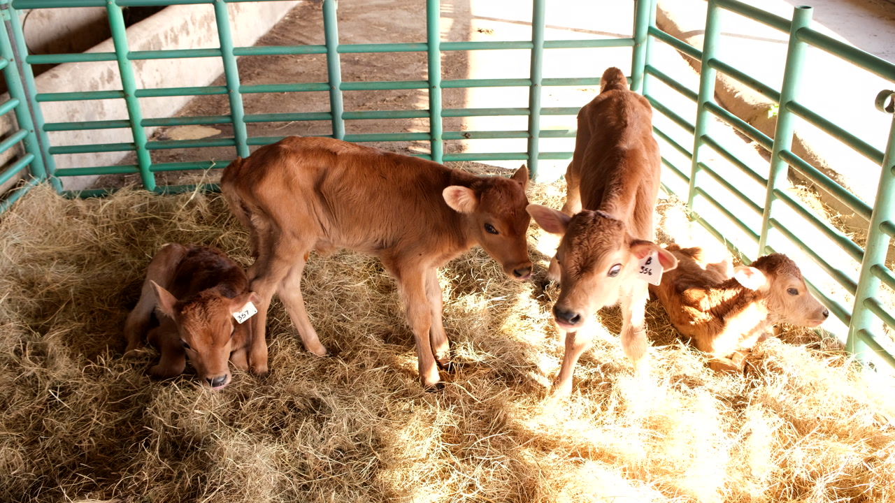 Cruel fate awaiting newborn male dairy calves on farm gathered in pen, top view