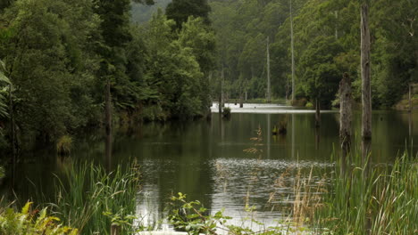 Beautiful-Lake-Elizabeth-located-in-the-Otway-Ranges-Rain-Forest-National-Park,-Victoria-Australia