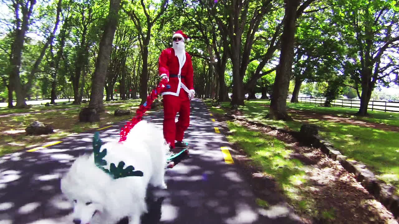 Samoyed dog with Reindeer Antlers pulling man dressed as Santa Claus on a Longboard down a tree covered road
