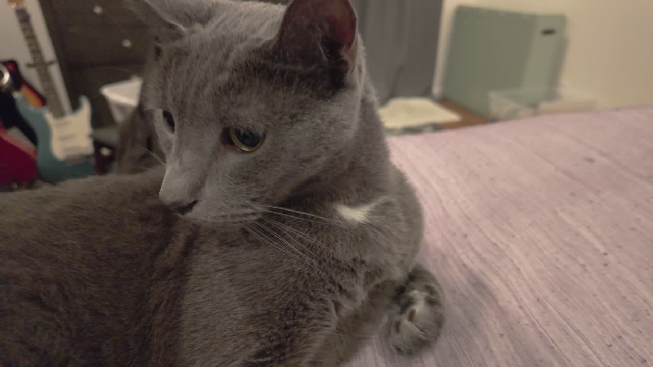 호기심 많은 고양이가 렌즈를 새 니다.