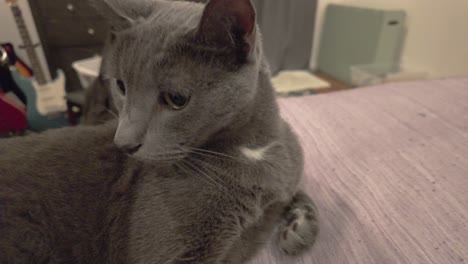 un gato curioso olfata el lente