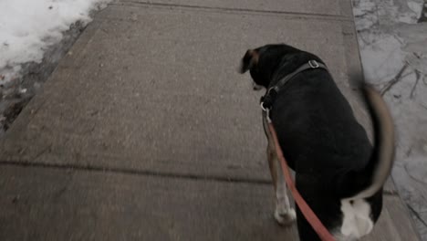 pov shot of walking a dog