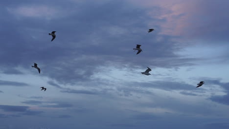 una bandada de gaviotas vuela por encima de la cabeza al anochecer