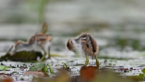 Polluelos-De-Jacana-De-Cola-De-Faisán-Alimentándose-En-Un-Día-Lluvioso-En-Hojas-Flotantes