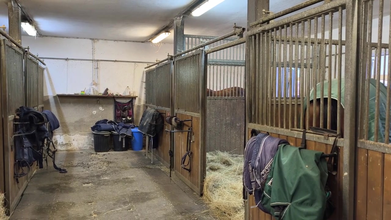 View inside a traditional horse stable with wooden stalls and horses resting calmly in their boxes during daytime.