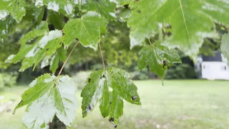 Leaf-in-rain-storm-in-backyard-of-house